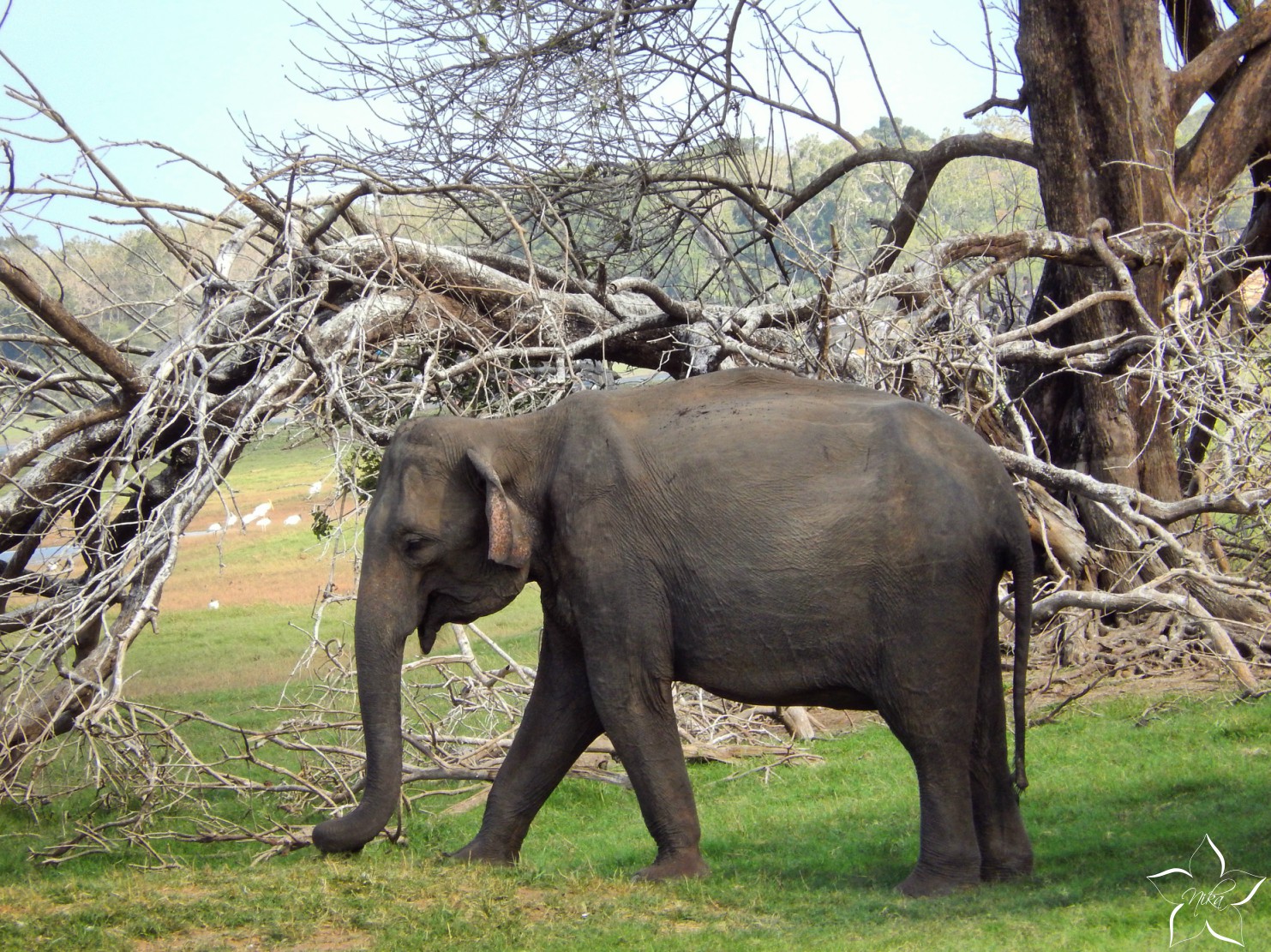 preco nejazdit na slonoch