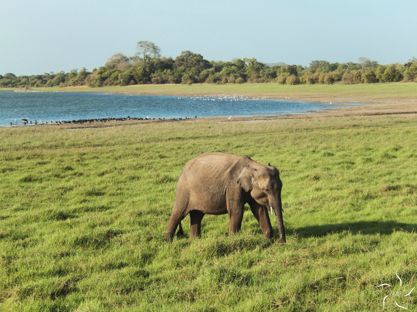 sri lanka minneriya national park elephant slon
