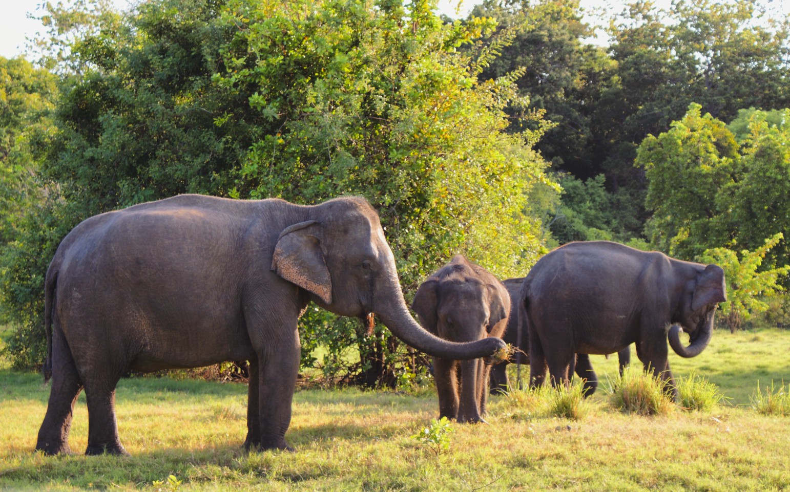 Sri Lanka Azia narodny park slony