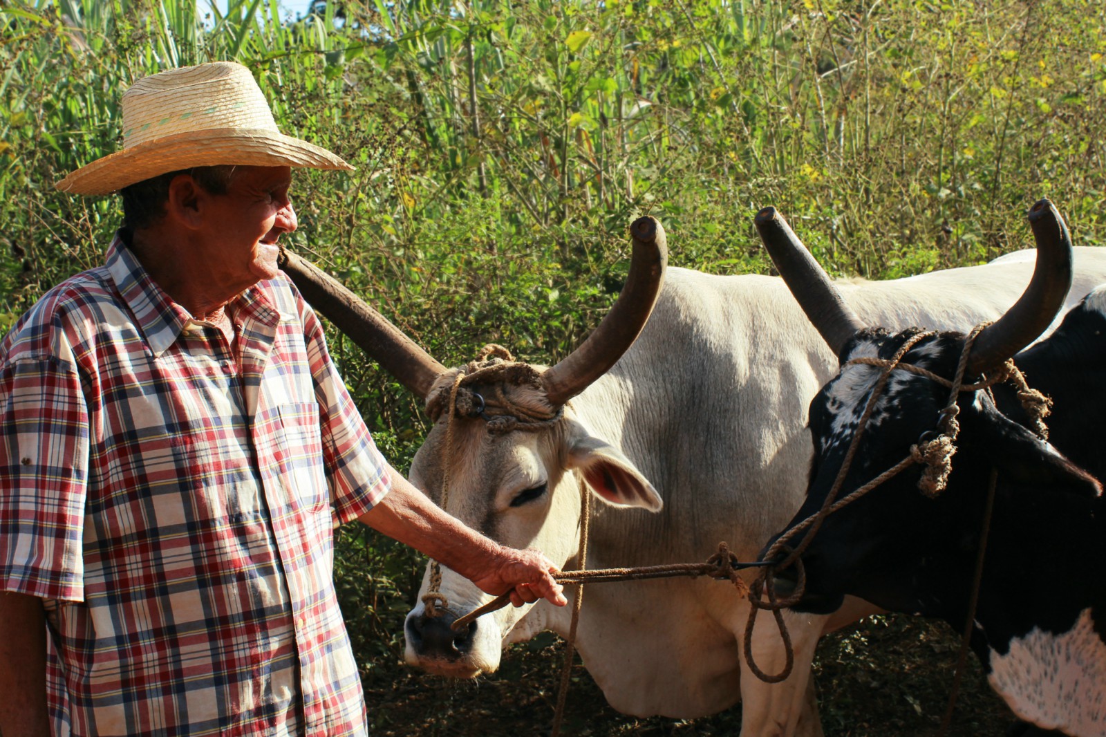 Farmár poľnohospodárstvo na Kube