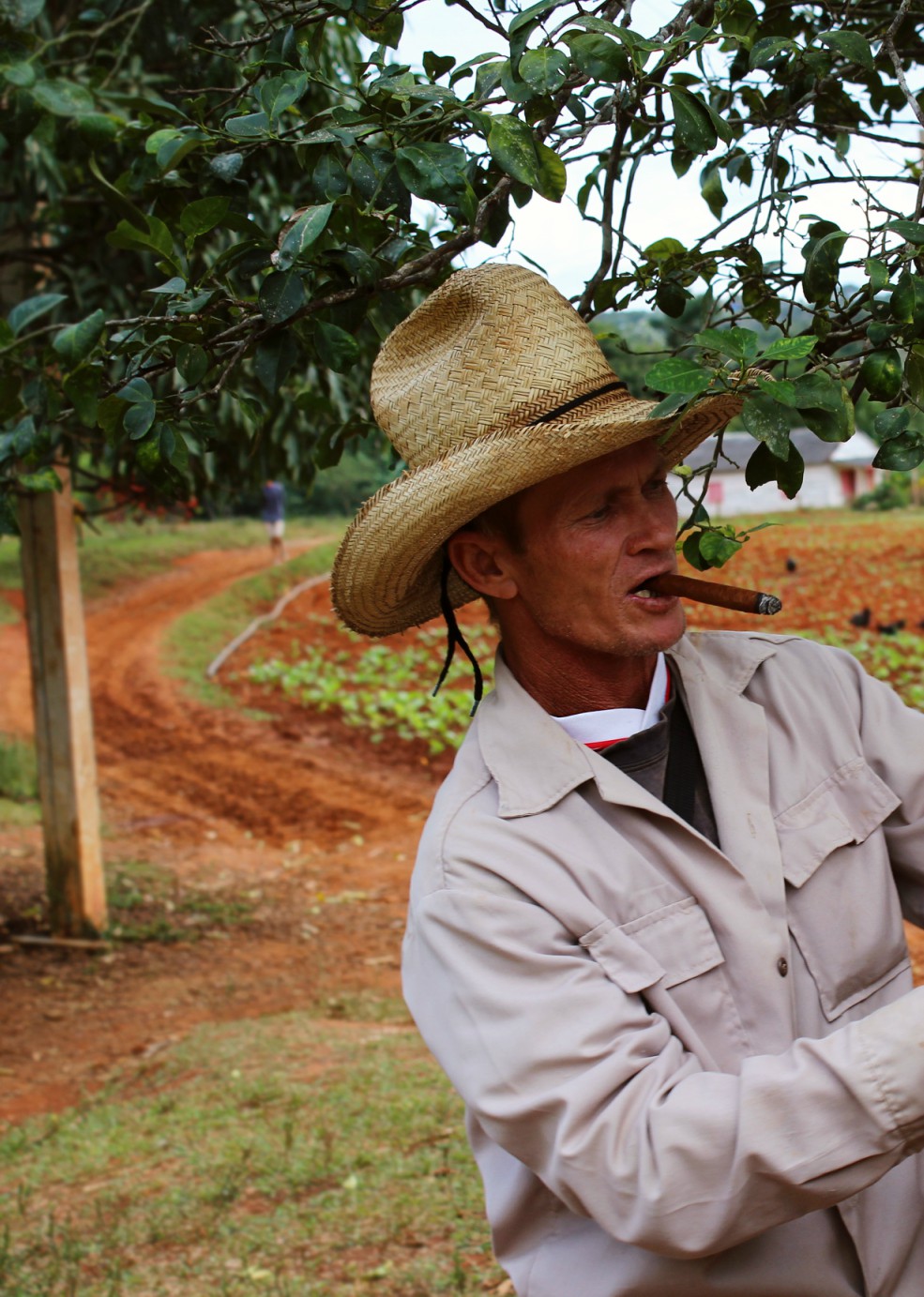 Viñales - Kuba tabakové plantáže