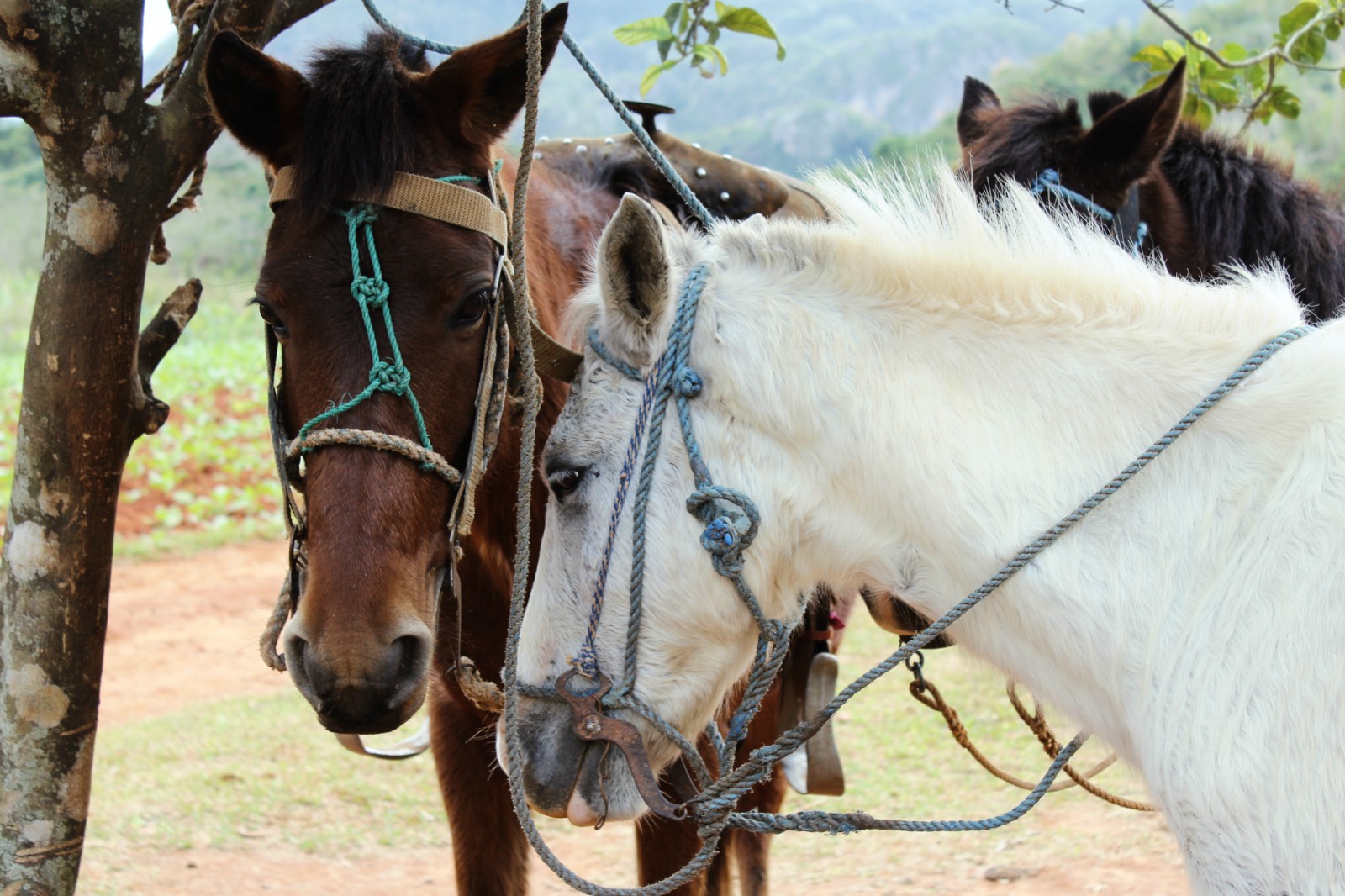 Výlet na koňoch Viñales - západná Kuba