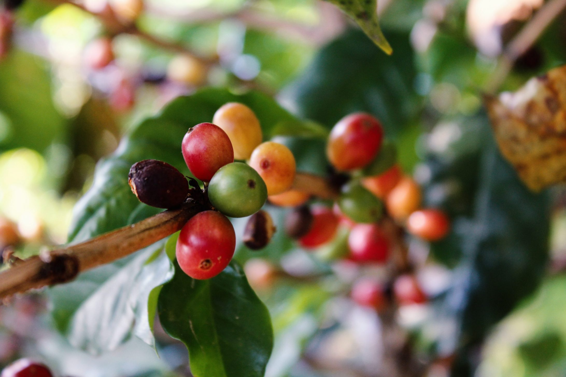 Cestovanie po Kolumbii - pestovanie kávy