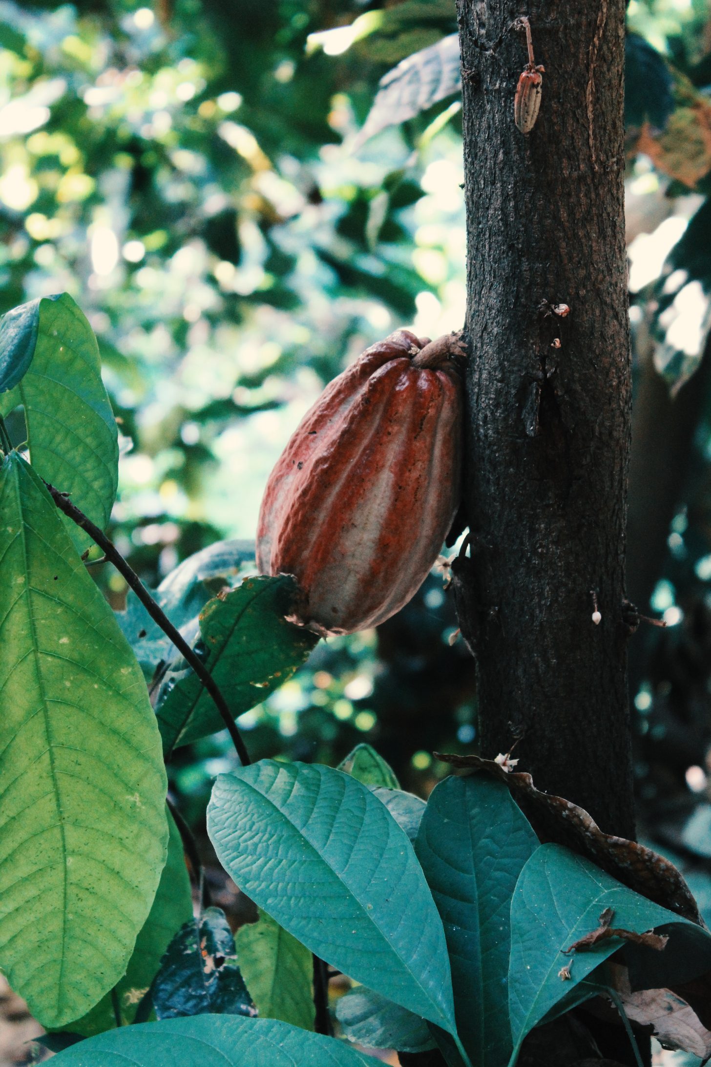 Kolumbia a pestovanie kakaa - Dovolenka v Južnej Amerike