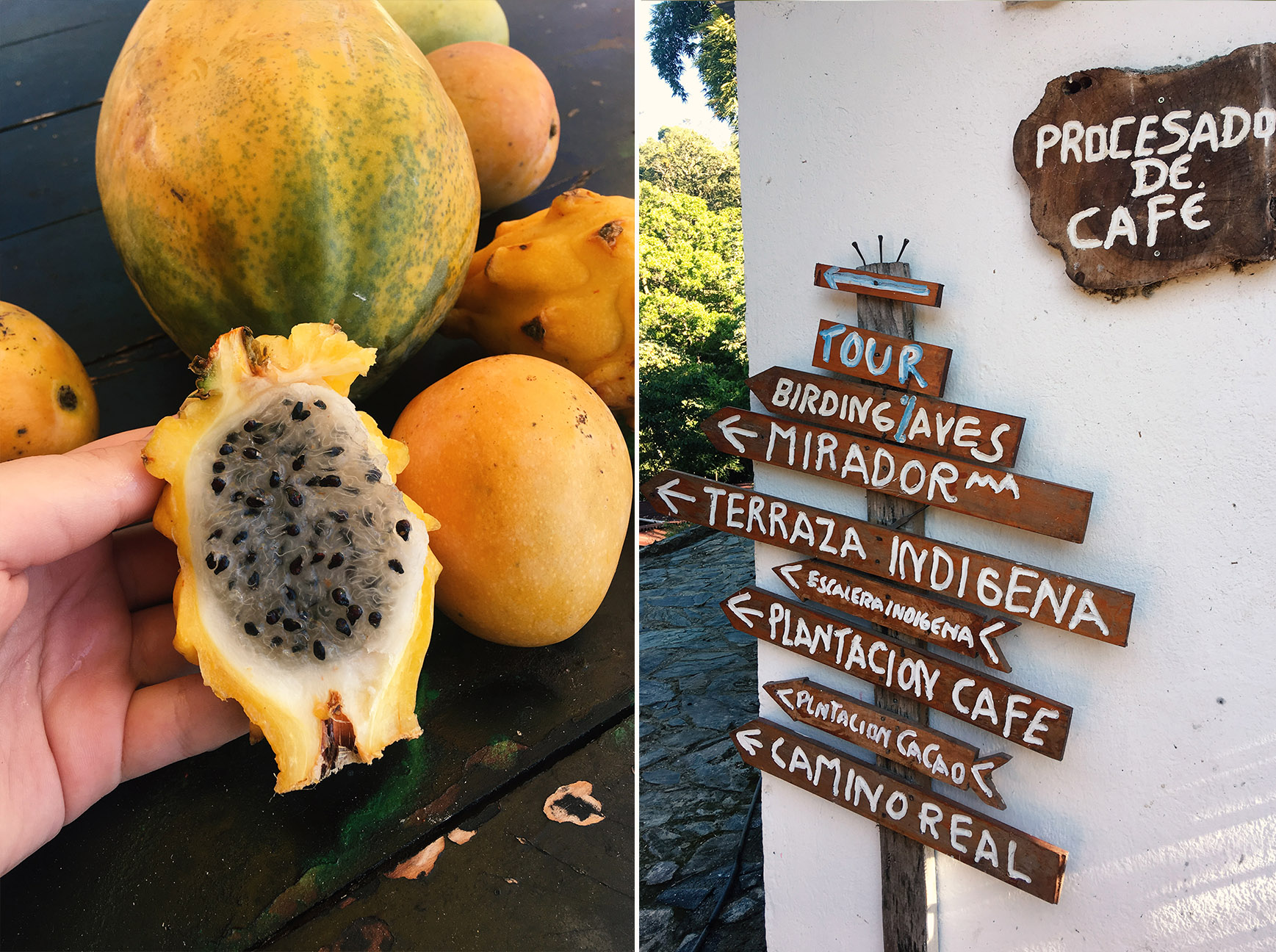 Pestovanie kakaa a kávy v Kolumbii - Finca San Rafael